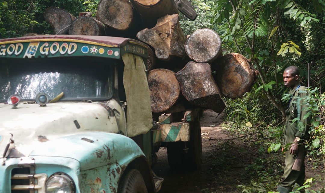 Nigéria/Proibida a exportação de  madeira no âmbito de combate ao desmatamento da floresta