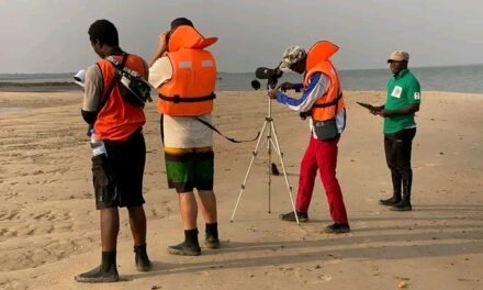 Guiné-Bissau arranca com a contagem mundial 2026 das aves aquáticas migradoras
