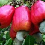 Caju/UNAC exorta Governo de Transição a investir  do setor para melhor regular a Campanha 2026