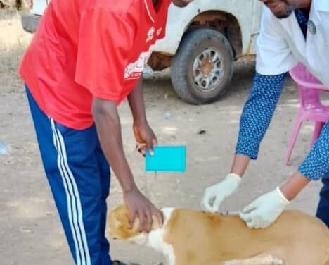 Regiões/ Cidade de Gabu acolhe de 6 à 10 de janeiro Campanha de Vacinação contra Raiva