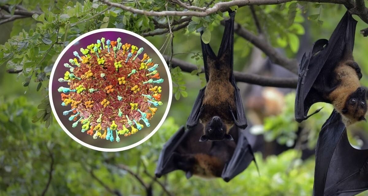 Suíça/Risco de propagação do vírus Nipah no mundo é baixo, afirma OMS