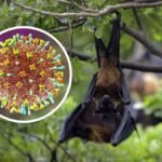 Suíça/Risco de propagação do vírus Nipah no mundo é baixo, afirma OMS