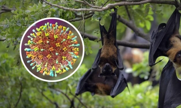 Suíça/Risco de propagação do vírus Nipah no mundo é baixo, afirma OMS