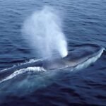 Portugal/Grupo de países defensores do oceano pede “travão” na mineração submarina