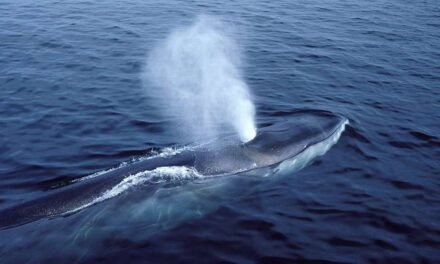 Portugal/Grupo de países defensores do oceano pede “travão” na mineração submarina