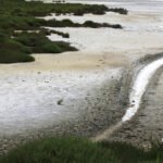 FAO/Salinização dos solos obriga regiões costeiras a reinventarem a agricultura