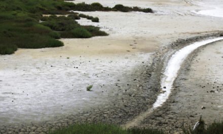 FAO/Salinização dos solos obriga regiões costeiras a reinventarem a agricultura