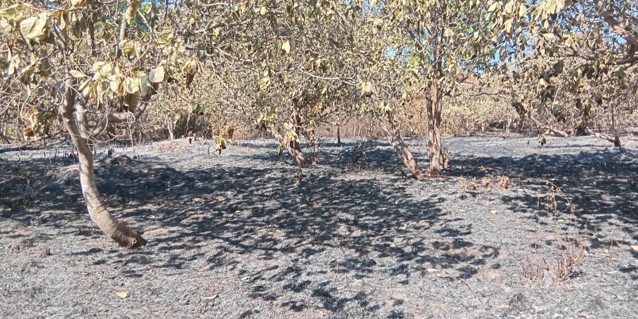 Regiões/Fogo de origem desconhecido consumiu por completo mais de seis hortas de caju  em Bissorã