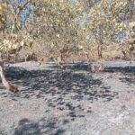 Regiões/Fogo de origem desconhecido consumiu por completo mais de seis hortas de caju  em Bissorã