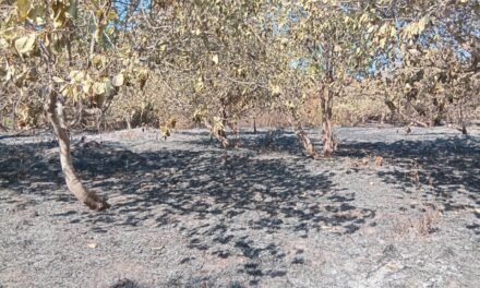 Regiões/Fogo de origem desconhecido consumiu por completo mais de seis hortas de caju  em Bissorã