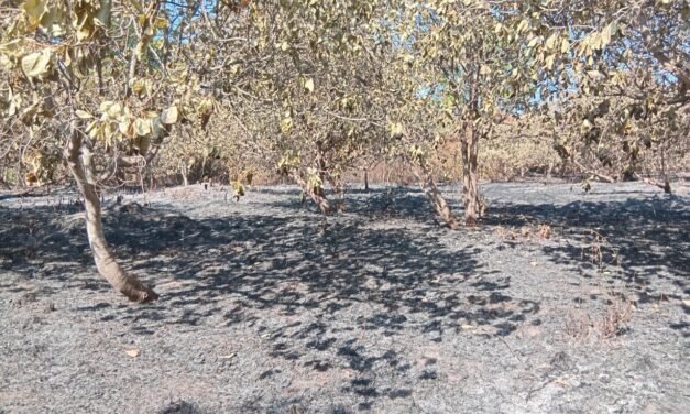 Regiões/Fogo de origem desconhecido consumiu por completo mais de seis hortas de caju  em Bissorã