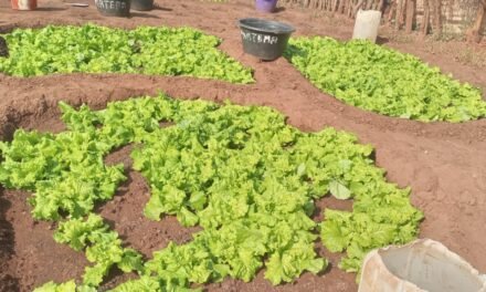 Regiões/Mulheres horticultores de Biombo apelam ao Governo investimentos na  agricultura para promover progresso nacional  