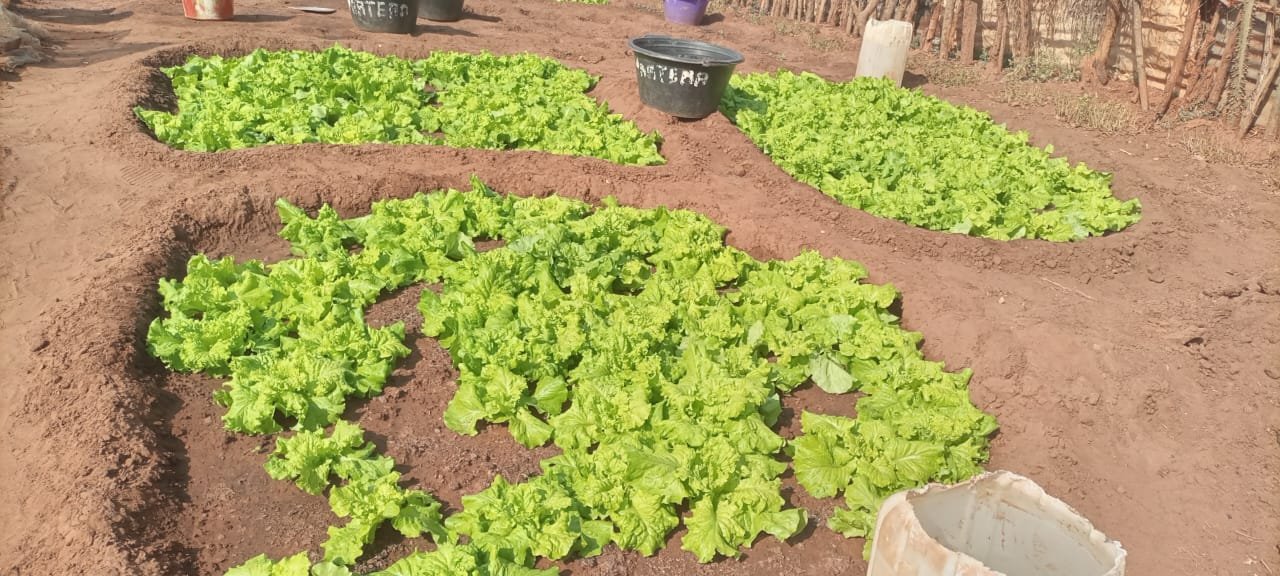 Regiões/Mulheres horticultores de Biombo apelam ao Governo investimentos na  agricultura para promover progresso nacional  