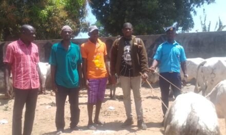 Regiões/ Secretário da POP de província norte entrega 18 cabeças de gado ao proprietário em Olossato