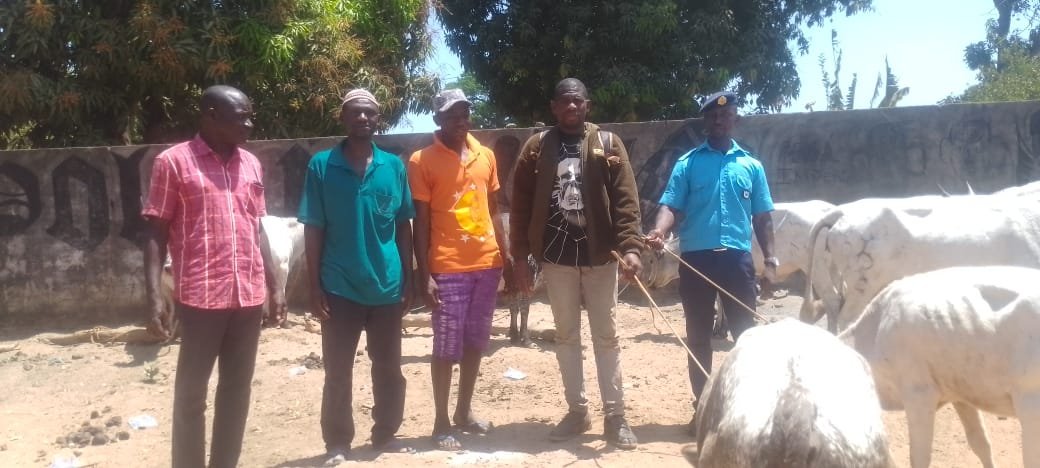 Regiões/ Secretário da POP de província norte entrega 18 cabeças de gado ao proprietário em Olossato