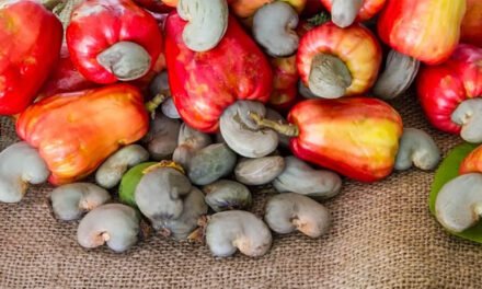 Governo fixa preço de referência para compra de caju junto do produtor em  410 fcfa, por quilograma