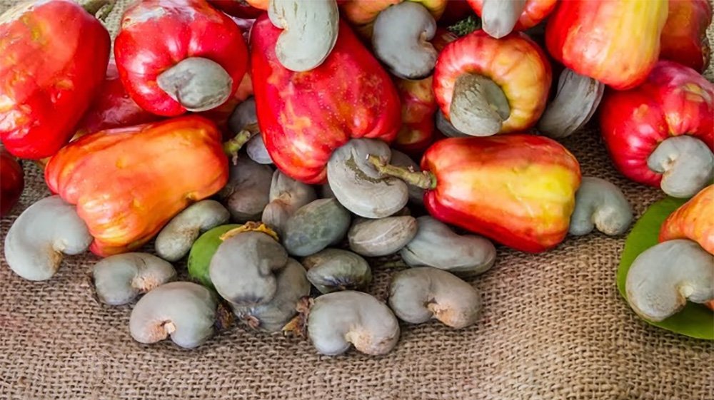 Governo fixa preço de referência para compra de caju junto do produtor em  410 fcfa, por quilograma