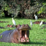 Hipopótamos da Guiné-Bissau