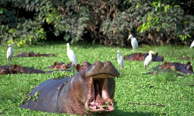 Hipopótamos da Guiné-Bissau