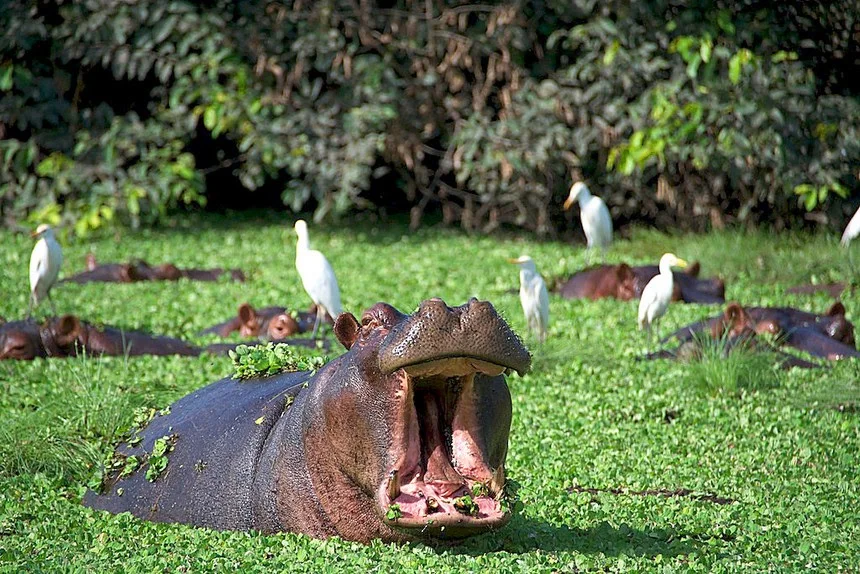 Hipopótamos da Guiné-Bissau