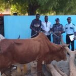 Regiões/POP da Província Norte recupera no Senegal cinco  gados bovinos roubados em Bissorã