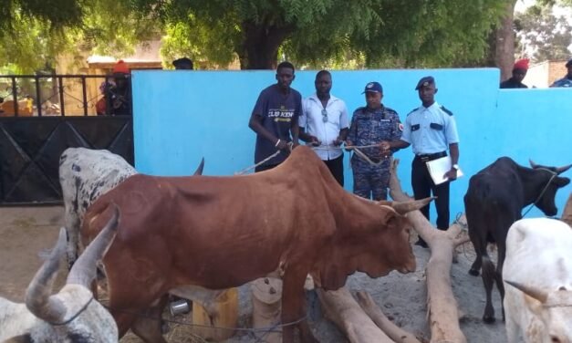 Regiões/POP da Província Norte recupera no Senegal cinco  gados bovinos roubados em Bissorã