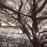 Regiões/Incêndio destrói 11 hortas de caju em Bissorã