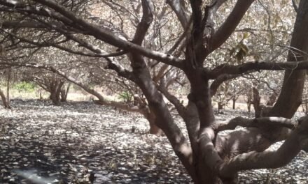 Regiões/Incêndio destrói 11 hortas de caju em Bissorã