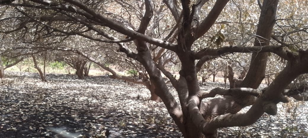 Regiões/Incêndio destrói 11 hortas de caju em Bissorã