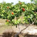 Produção de castanha de caju em queda devido ao envelhecimento dos pomares