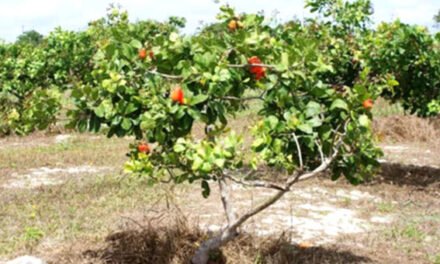 Produção de castanha de caju em queda devido ao envelhecimento dos pomares