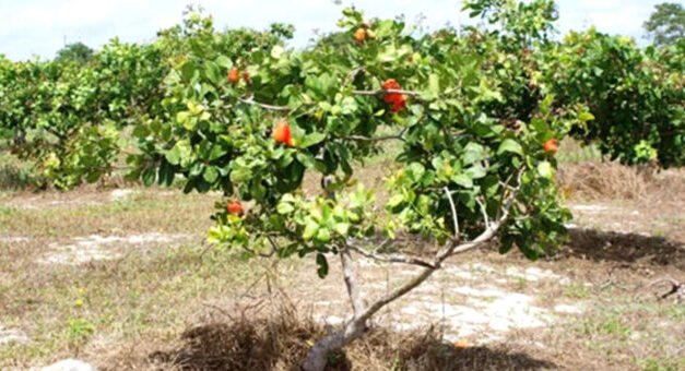 Produção de castanha de caju em queda devido ao envelhecimento dos pomares