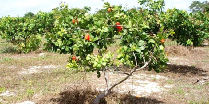 Produção de castanha de caju em queda devido ao envelhecimento dos pomares