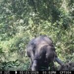 Presença de dois elefantes registada por “câmara trap” no Parque Nacional de Cantanhez