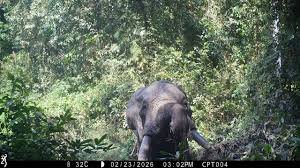 Presença de dois elefantes registada por “câmara trap” no Parque Nacional de Cantanhez