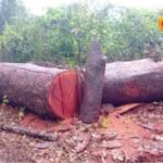 Governo suspende concessão de licenças e atividades de exploração florestal até nova ordem