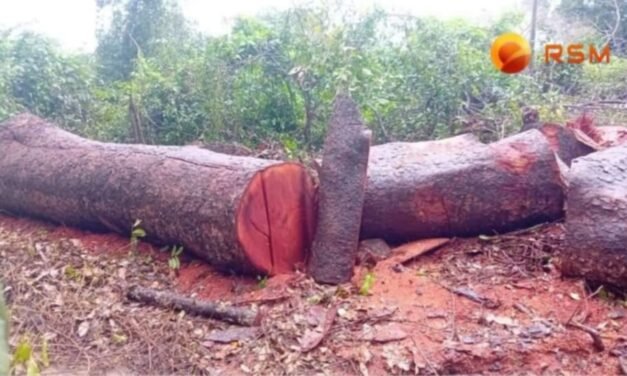 Governo suspende concessão de licenças e atividades de exploração florestal até nova ordem