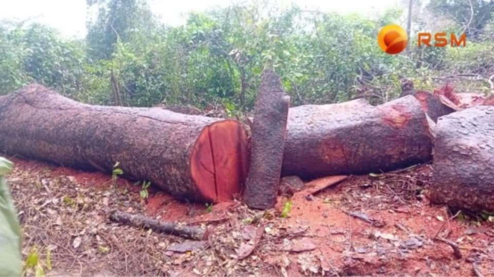 Governo suspende concessão de licenças e atividades de exploração florestal até nova ordem