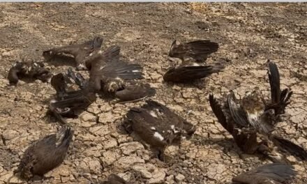 Ambiente/ Organização de Defesa de Zonas Húmidas diz que cerca de 50 abutres descobertos em Mansôa foram envenenados