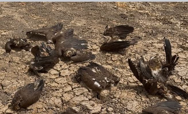Ambiente/ Organização de Defesa de Zonas Húmidas diz que cerca de 50 abutres descobertos em Mansôa foram envenenados