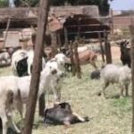 República da Guiné/ Preços de carneiros disparam nas vésperas de Tabaski