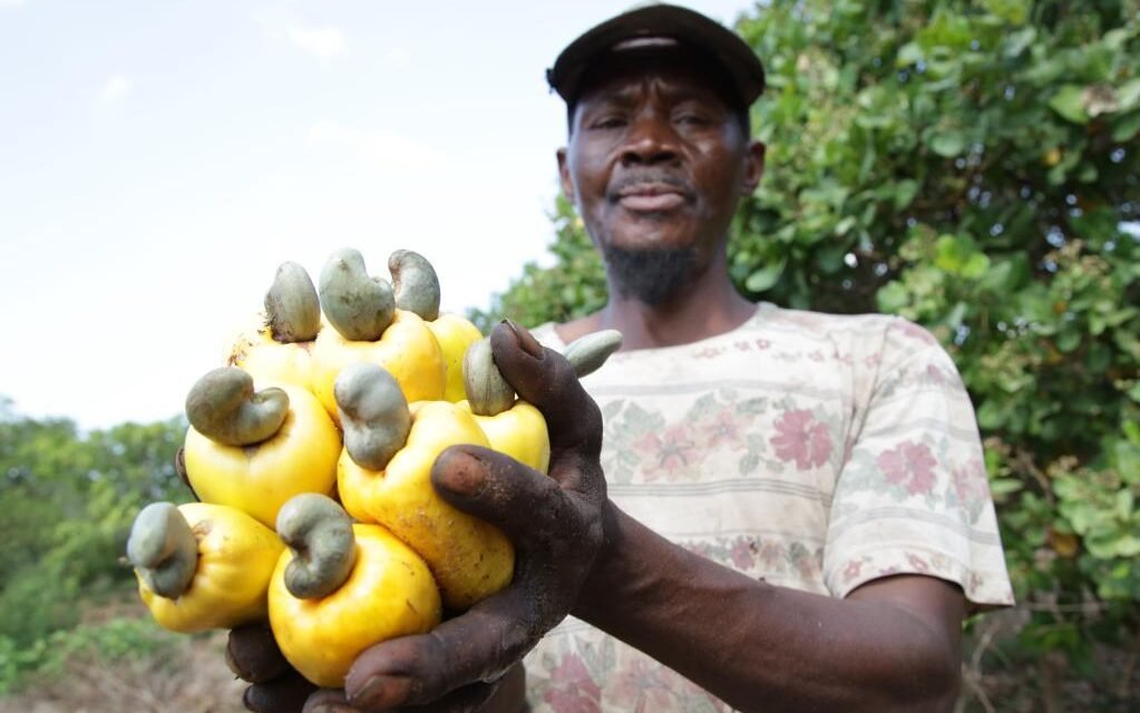 China//Governo  abre mercado à castanhas de caju de África