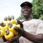 China//Governo  abre mercado à castanhas de caju de África