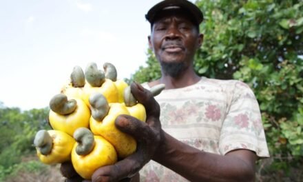 China//Governo  abre mercado à castanhas de caju de África