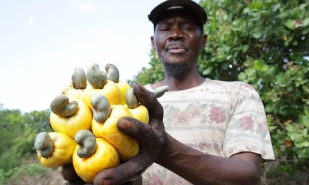 China//Governo  abre mercado à castanhas de caju de África