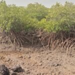 Aprovado financiamento de 10 milhões de dólares para proteger zonas costeiras e urbanas na Guiné-Bissau
