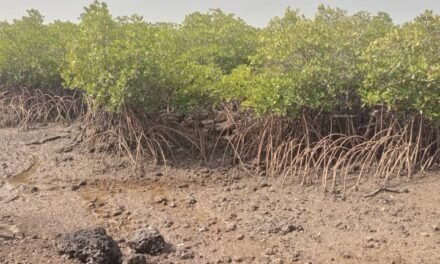 Aprovado financiamento de 10 milhões de dólares para proteger zonas costeiras e urbanas na Guiné-Bissau