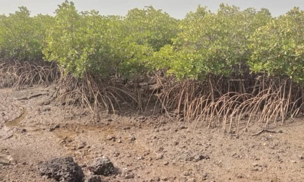 Aprovado financiamento de 10 milhões de dólares para proteger zonas costeiras e urbanas na Guiné-Bissau