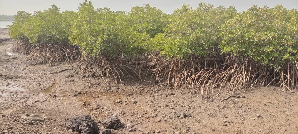 Aprovado financiamento de 10 milhões de dólares para proteger zonas costeiras e urbanas na Guiné-Bissau