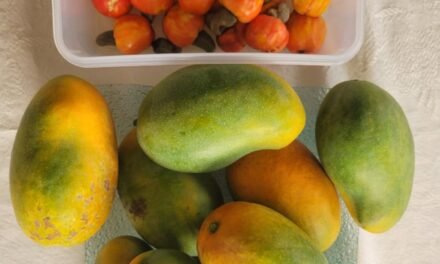 FRUTAS da GUINÈ-BISSAU